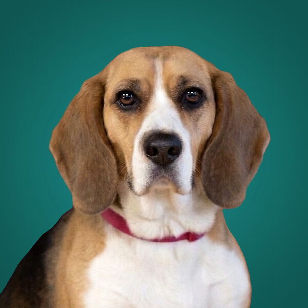 Portrait from dog Lotti (Beagle)